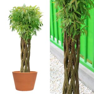 Geflochtene Weide - Geflochtener Weidenbaum | Winterhart & Pflegeleicht - Ideal für Garten, Balkon & Terrasse