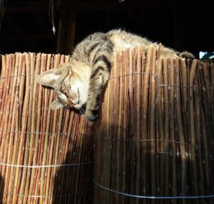 Wicker Garden Weidenmatte Sichtschutz 20