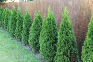 Wicker Garden Weidenmatte Sichtschutz 44